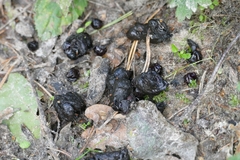 Nyctereutes procyonoides