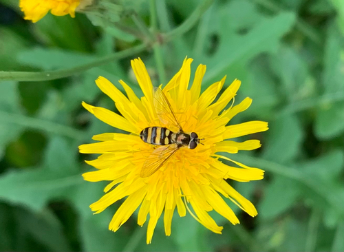Unknown species found near Wisconsin, US