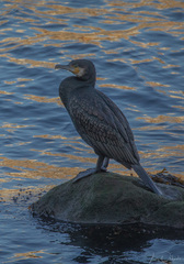 Phalacrocorax carbo