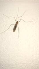 Tipuloidea