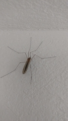 Tipuloidea