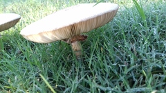 Chlorophyllum molybdites