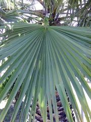 Trachycarpus fortunei