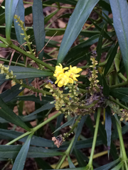 Berberis eurybracteata