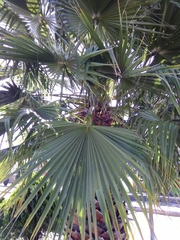 Trachycarpus fortunei