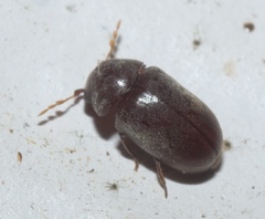 Tricorynus