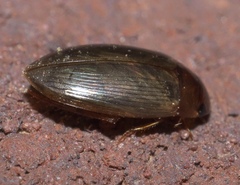 Copelatus chevrolati