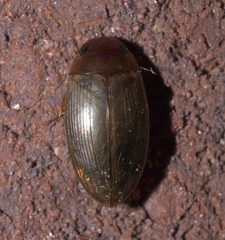 Copelatus chevrolati