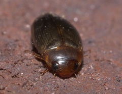 Copelatus chevrolati