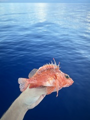 Longspine Scorpionfish photo 2