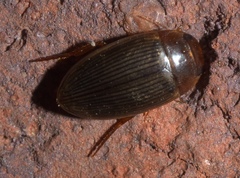 Copelatus glyphicus