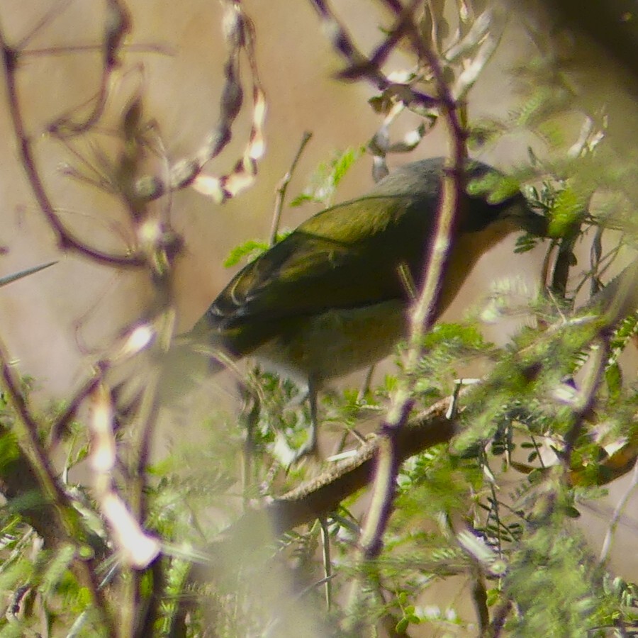 Olive Bushshrike (Chlorophoneus olivaceus), photo 9