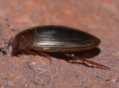 Copelatus glyphicus