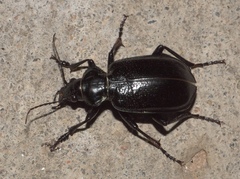 Calosoma marginale