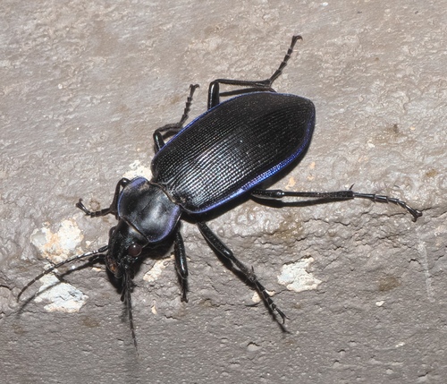 Narrow Searcher Beetle photo 3