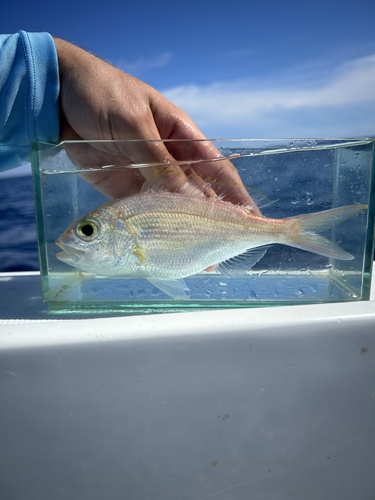 Wenchman (Pristipomoides aquilonaris) — Lutjanidae — 4