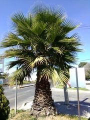 Trachycarpus fortunei