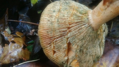 Lactarius semisanguifluus