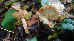 Lactarius semisanguifluus