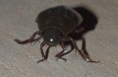 Hydrophilus triangularis