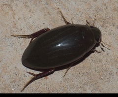 Hydrophilus triangularis