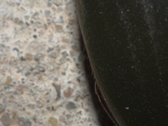 Hydrophilus triangularis