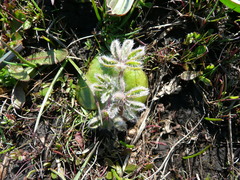 Lupinus densiflorus densiflorus
