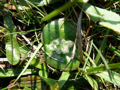 Lupinus densiflorus densiflorus