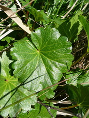 Sidalcea hendersonii