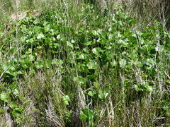 Sidalcea hendersonii