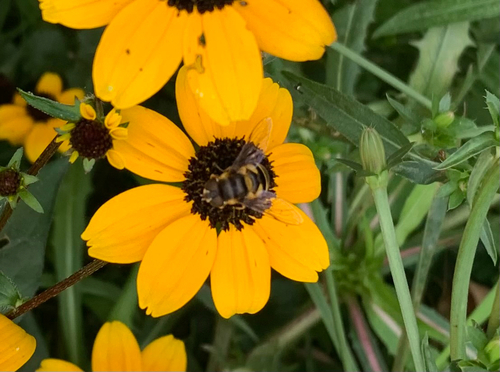 Unknown species found near Wisconsin, US