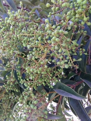 Ligustrum lucidum