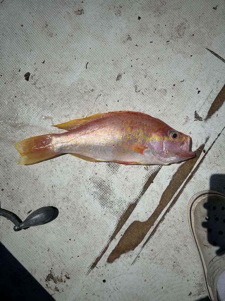 Longtail bass (Hemanthias leptus) — Serranidae