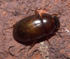 Cymbiodyta bifidus