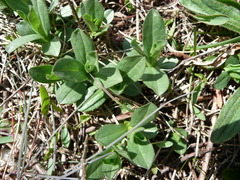 Sericocarpus rigidus