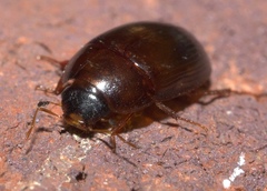 Cymbiodyta bifidus