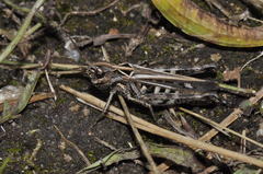 Omocestus haemorrhoidalis