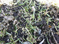 Lilaeopsis occidentalis