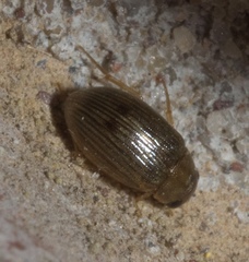 Berosus exiguus