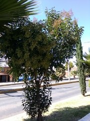 Ligustrum lucidum