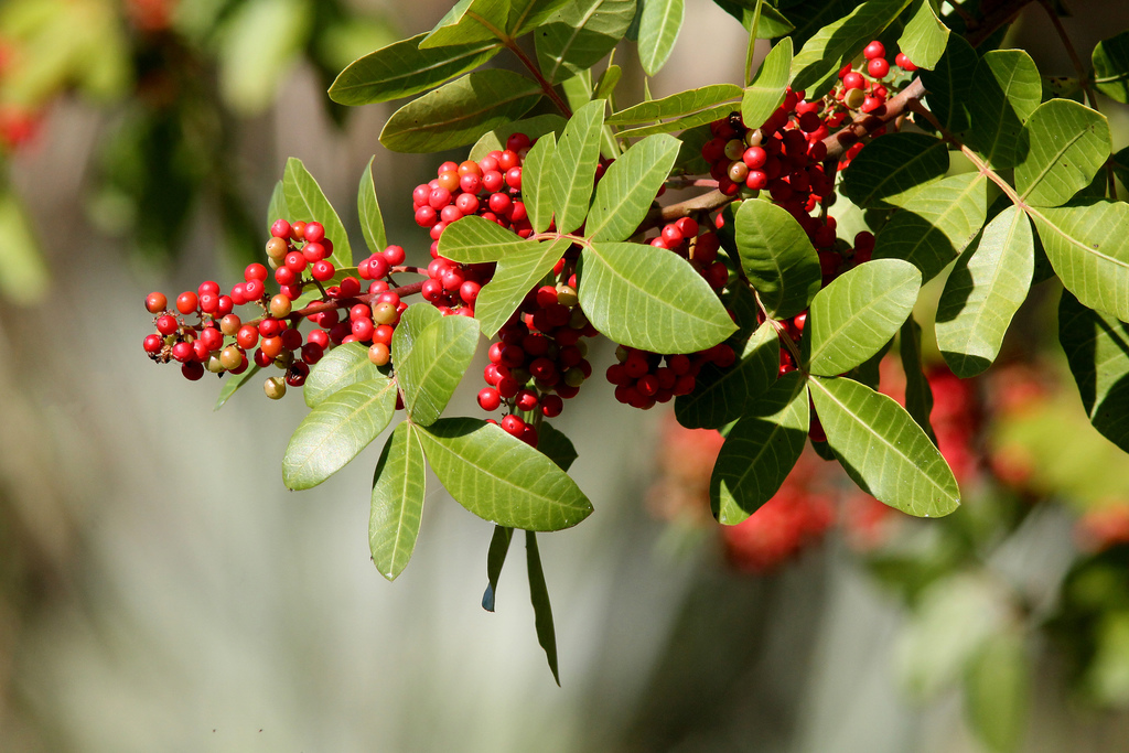Schinus terebinthifolia — an easy houseplant, prefers full sun light