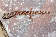 Rhynchoedura eyrensis