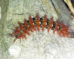 Ormiscodes cinnamomea