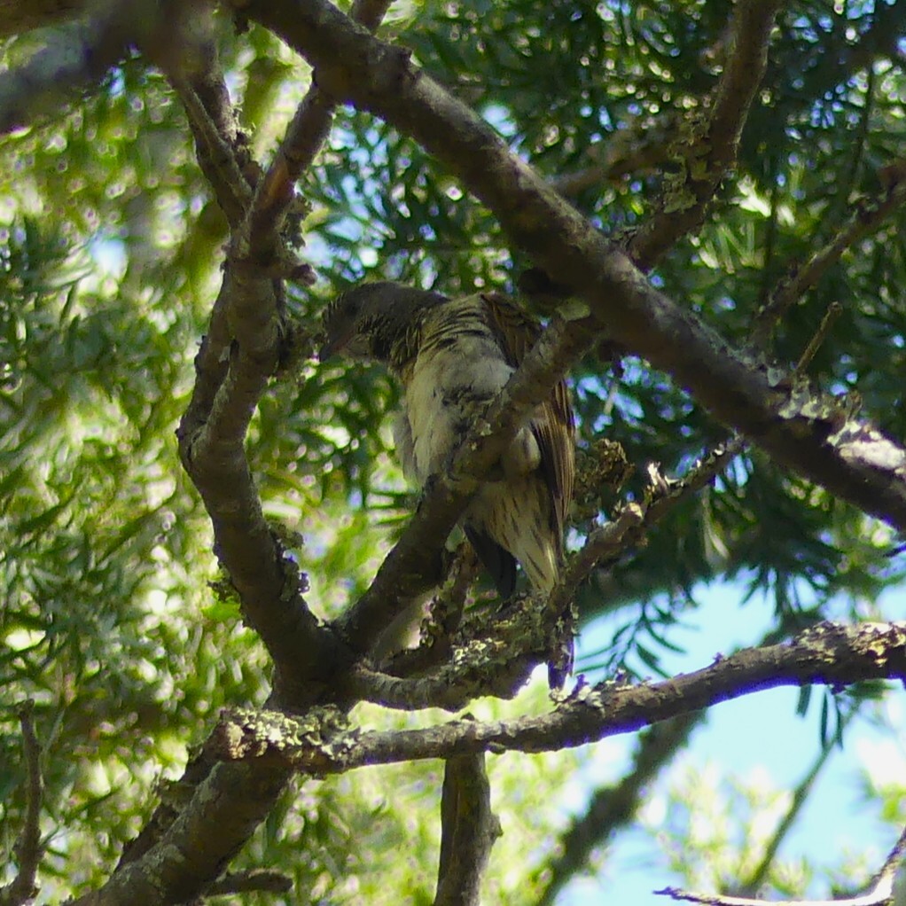 Scaly-throated Honeyguide (Indicator variegatus), photo 8