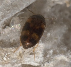 Litargus
