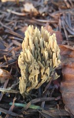 Phaeoclavulina eumorpha