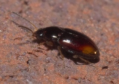 Elaphropus