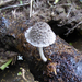 Coprinopsis mitraespora - Photo no rights reserved, uploaded by Peter de Lange