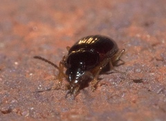 Elaphropus