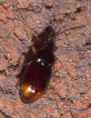 Elaphropus